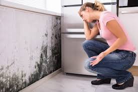 Best Mold Damage Restoration  in Mount Carroll, IL